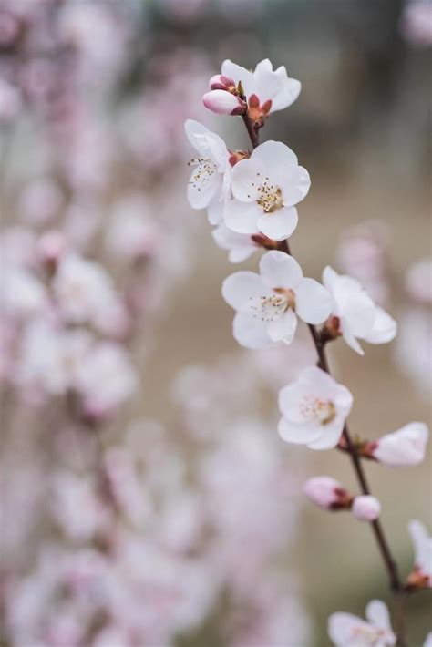 桃花木功效